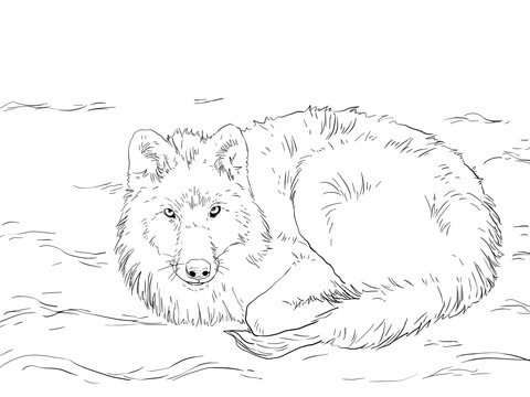 Arctic Wolf Laying On Snow Coloring Page